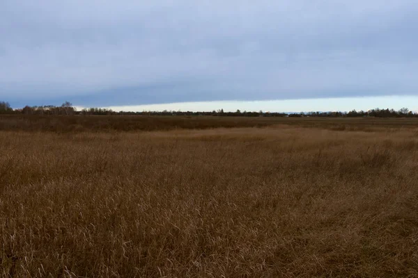 野生の草原だ 夕方の曇りの草原の風景 — ストック写真