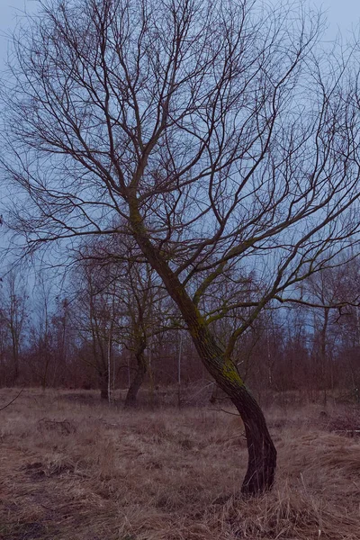 Árvore Ramificada Curva Contra Céu Grama Estepe Seca — Fotografia de Stock