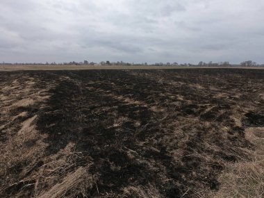 Yanmış tarla. Çevre felaketinin yaşandığı yer. Huysuz manzara.