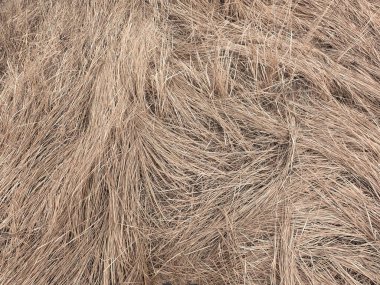 Arka plan olarak solmuş bozkır otları. Sonbahar bitkileri.