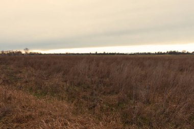 Solmuş bozkır otları. Akşamları bulutlu bozkır manzarası.