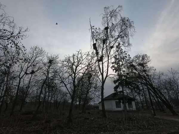 闷闷不乐的被遗弃地点 树中的乌鸦窝 — 图库照片