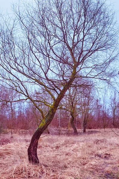 Křivolaký Strom Proti Obloze Suchá Stepní Tráva — Stock fotografie