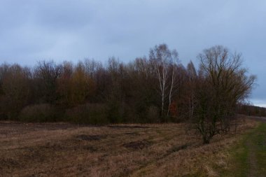 Bulutlu bir sonbahar akşamında ormanın kenarında.