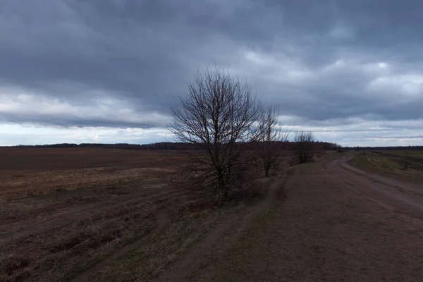 Bulutlu Bir Akşamda Tarlalarda Toprak Yol Küçük Bir Ağaç — Stok fotoğraf