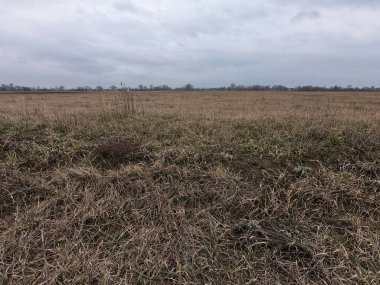 Bulutlu bir bahar akşamı. Bulutlu kırsal alan. Solmuş tarla çimenleri.