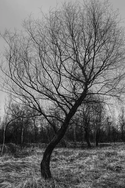 Gebogener Weit Verzweigter Baum Gegen Den Himmel Trockenes Steppengras Schwarz — Stockfoto
