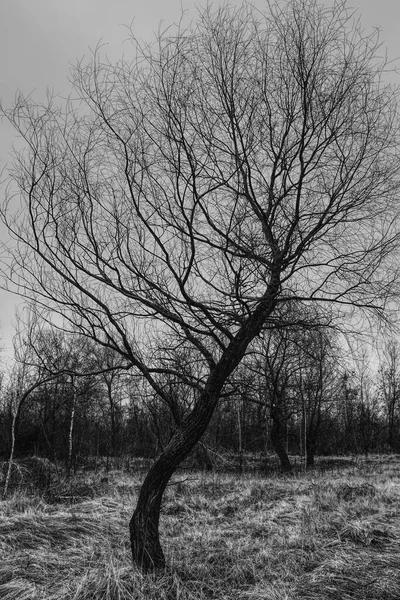 Arbre Ramifié Courbé Contre Ciel Herbe Steppe Sèche Image Noir — Photo