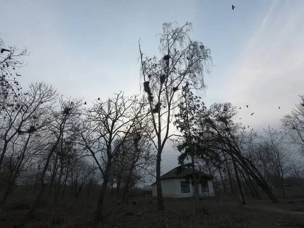 Gloomy abandoned location. Crow\'s nests in the trees.