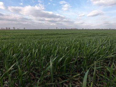 Mavi gökyüzüne karşı yeşil buğday filizleri.