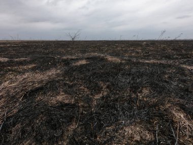 Yanmış tarla. Çevre felaketinin yaşandığı yer. Huysuz manzara.
