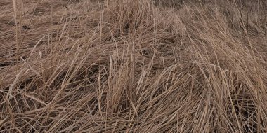 Arka plan olarak solmuş bozkır otları. Sonbahar bitkileri.