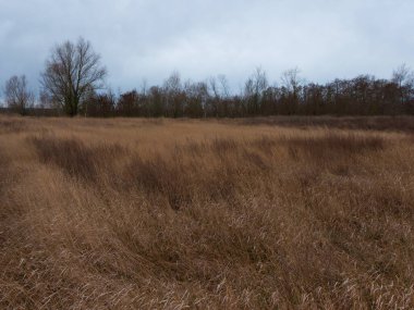 Akşamları kuru bozkır otları. Bulutlu sonbahar manzarası.