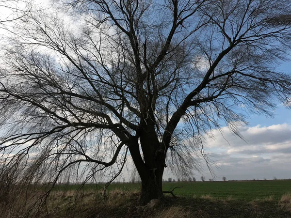 Gökyüzüne Karşı Bir Tarlada Büyük Bir Dallı Ağaç — Stok fotoğraf