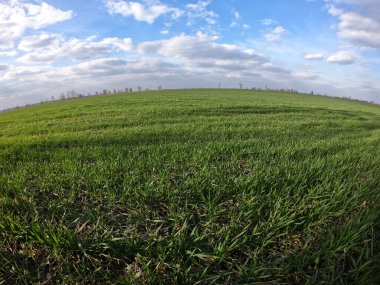Buğday filizleri. Baharda buğday tarlası. Peyzaj.