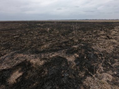 Yanmış tarla. Çevre felaketinin yaşandığı yer. Huysuz manzara.