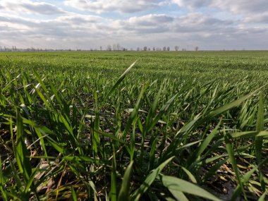 Mavi gökyüzüne karşı yeşil buğday filizleri.