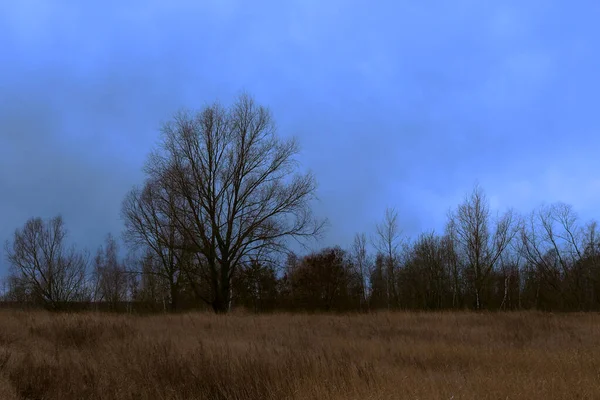 Egy Gyönyörű Ágas Sztyeppén Esténként Őszi Táj — Stock Fotó