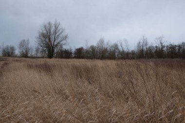 Akşamları kuru bozkır otları. Bulutlu sonbahar manzarası.