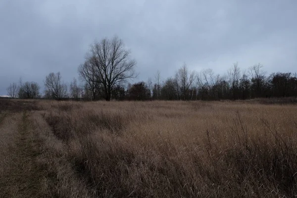 Trockene Steppengräser Abend Bewölkte Herbstlandschaft — Stockfoto