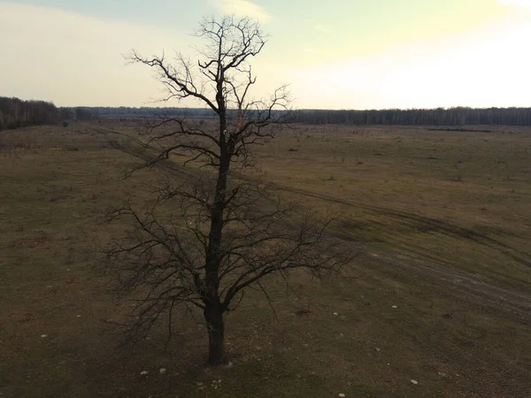 Árbol Espeluznante Campo Por Noche Vista Aérea Peral Silvestre — Foto de Stock