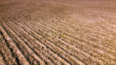 Tarıma elverişli alan, hava manzarası. Manzara. Arkaplan olarak tarımsal alan.