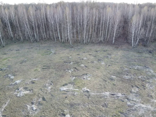 Alberi Senza Foglie All Inizio Della Primavera Vista Aerea Paesaggio — Foto Stock