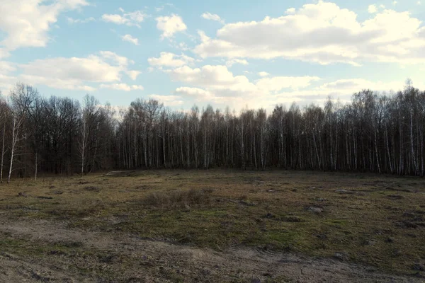 Bladlös Vårskog Flygutsikt Skogsterräng — Stockfoto