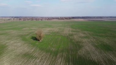 Bahar tarlasında yapayalnız bir ağaç, hava manzarası. Tarım arazisi.