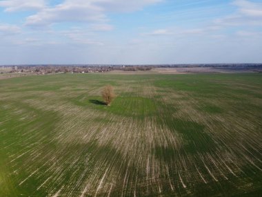 Bahar tarlasında yapayalnız bir ağaç, hava manzarası. Tarım arazisi.
