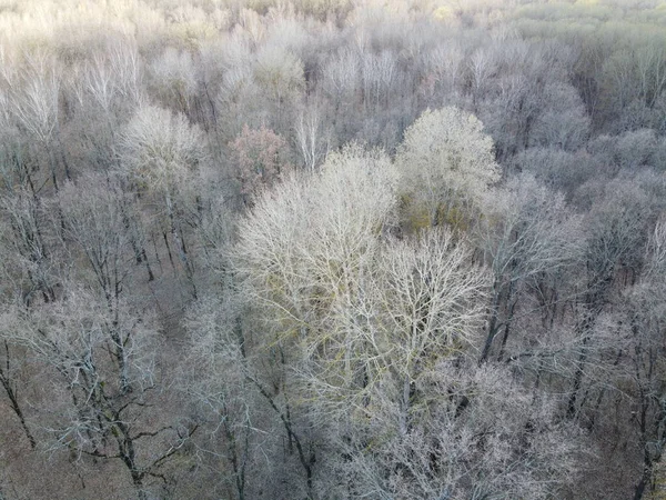 Листяні Дерева Весняному Лісі Вид Повітря — стокове фото