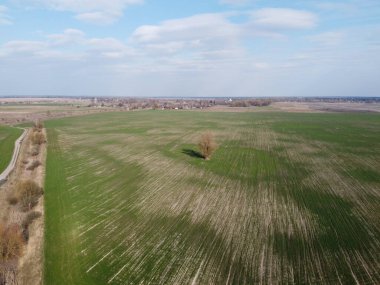 Bahar tarlasında yapayalnız bir ağaç, hava manzarası. Tarım arazisi.