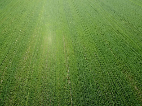 Grüner Acker Luftaufnahme Ackerlandschaften Hintergrund — Stockfoto