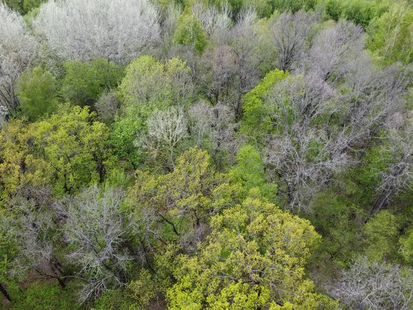 Різноманітні Дерева Весняному Лісі Вид Повітря Ліс Помірної Кліматичної Зони — стокове фото