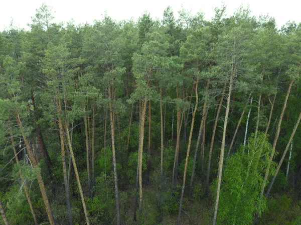 Высокие Сосны Хвойном Лесу Весной Вид Воздуха — стоковое фото