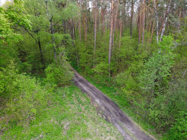 Dirt Road Között Fák Tavaszi Erdő Légi Kilátás — Stock Fotó