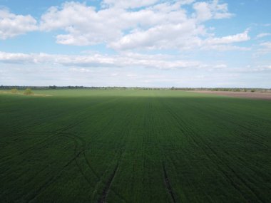 Yeşil bir tarlanın üzerindeki mavi gökyüzü, hava manzaralı. Tarım arazisi.
