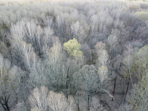 Blattlose Bäume Einem Frühlingswald Luftaufnahme — Stockfoto