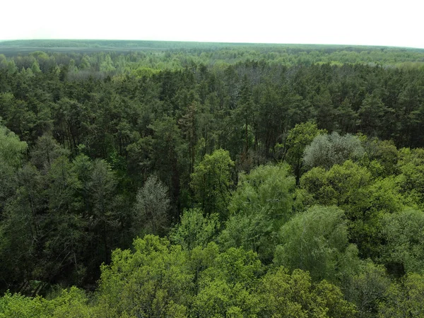 Bosque Europeo Vista Aérea Paisaje Forestal Primavera — Foto de Stock
