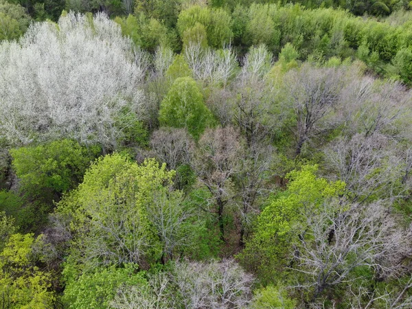 Різноманітні Дерева Весняному Лісі Вид Повітря Ліс Помірної Кліматичної Зони — стокове фото