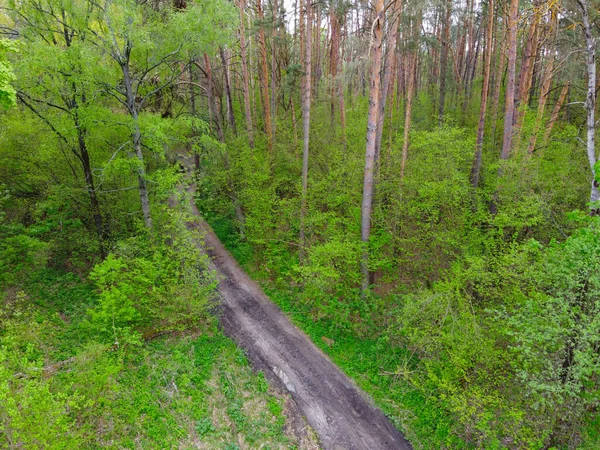Dirt Road Trees Spring Forest Aerial View — Stock Photo, Image