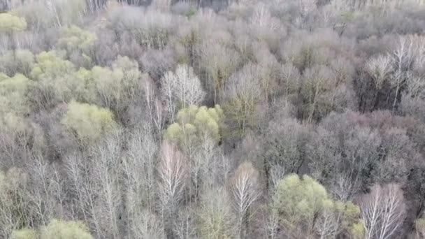 Drzewa Liściaste Wiosennym Lesie Widok Powietrza — Wideo stockowe