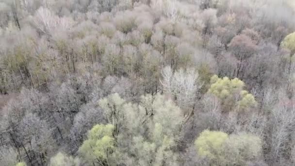 Árboles Sin Hojas Bosque Primavera Vista Aérea — Vídeo de stock