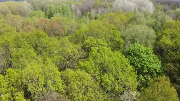 Evropský Les Letecký Výhled Lesní Krajina Jaře — Stock video