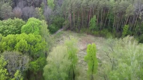春の針葉樹林の背の高い松 空中風景 — ストック動画
