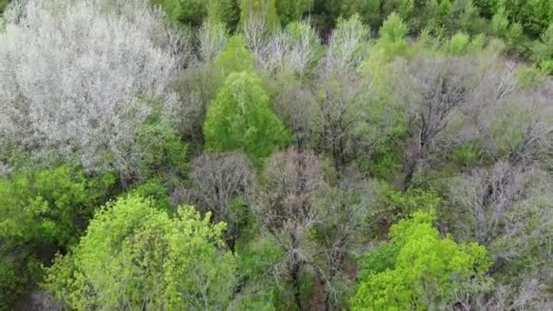 Mała Rzeka Wśród Drzew Wiosnę Widok Powietrza Rzeka Leśna — Wideo stockowe