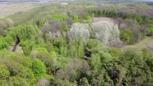 Un lieu d'abattage, vue aérienne. Terres dévastées, défrichement.