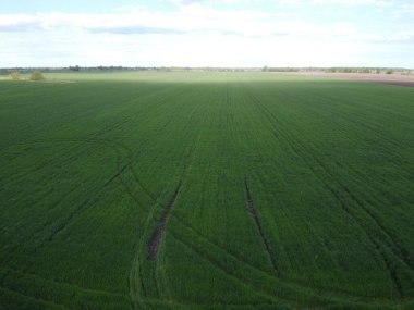 Yeşil bir tarlanın üzerindeki mavi gökyüzü, hava manzaralı. Tarım arazisi.