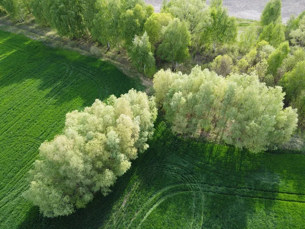 Bäume Der Nähe Eines Feldes Luftaufnahme Schöne Weiße Bäume — Stockfoto