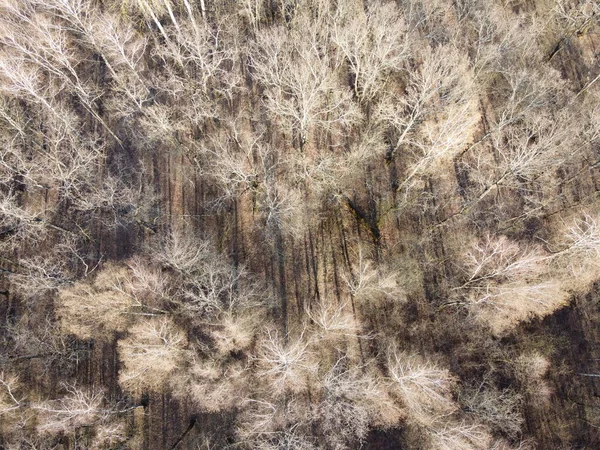 Bezlisté Stromy Jarním Lese Letecký Pohled — Stock fotografie